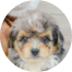 Mini Aussiedoodle Puppies For Sale - Simply Southern Pups